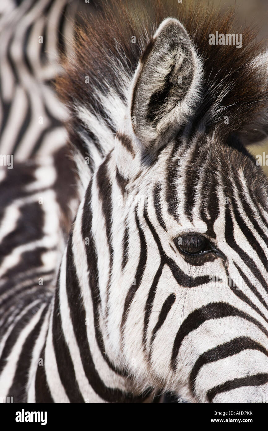 Close up of zebra Stock Photo - Alamy