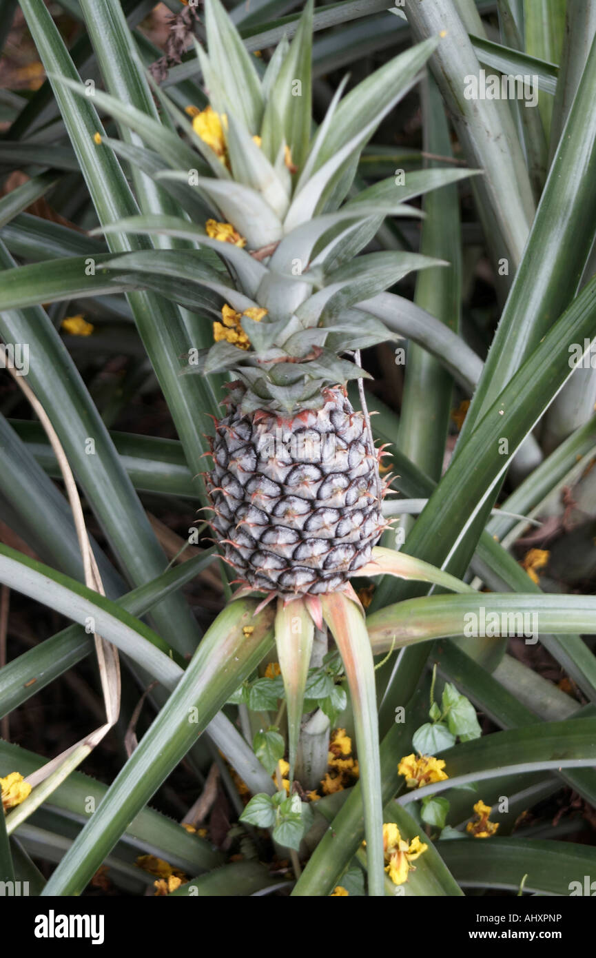 Pineapple Plant Growing Stock Photo Alamy