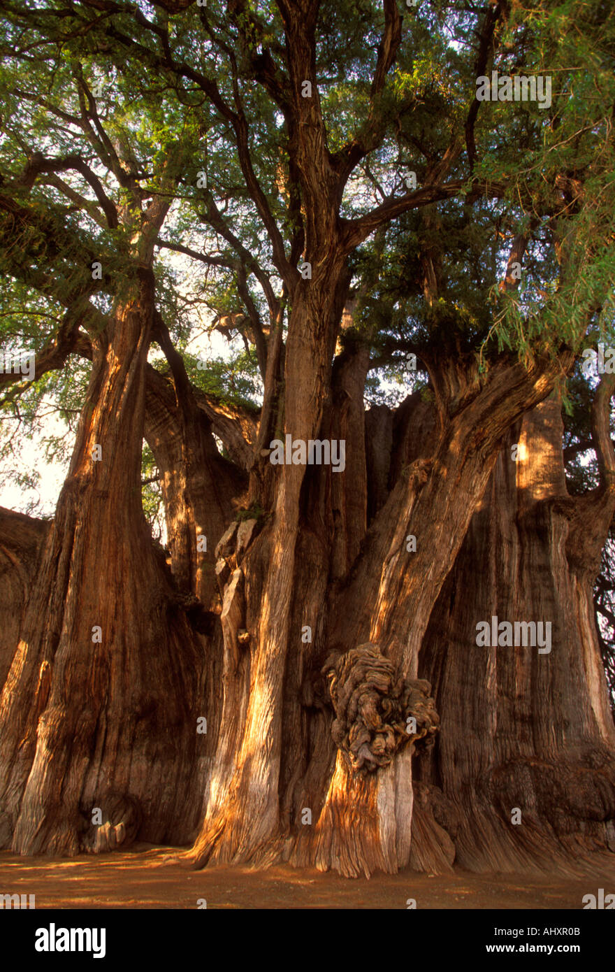 Tule Tree, Ahuehuete Cypress tree, Ahuehuete, Cypress, tree, Cypress tree, Mexican conifer, Santa Maria el Tule, Oaxaca State, Mexico Stock Photo