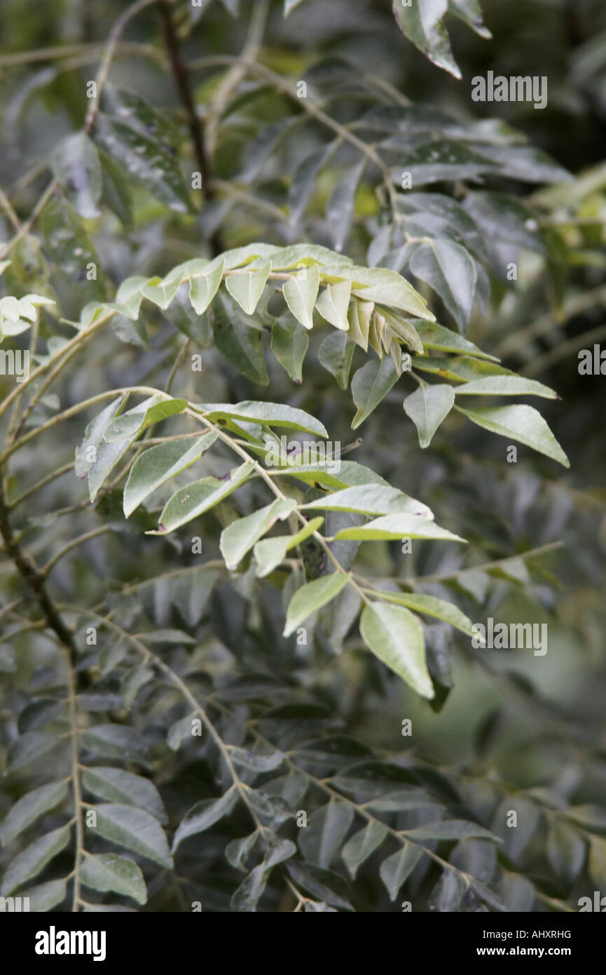 Curry Leaf Plant Stock Photo Alamy