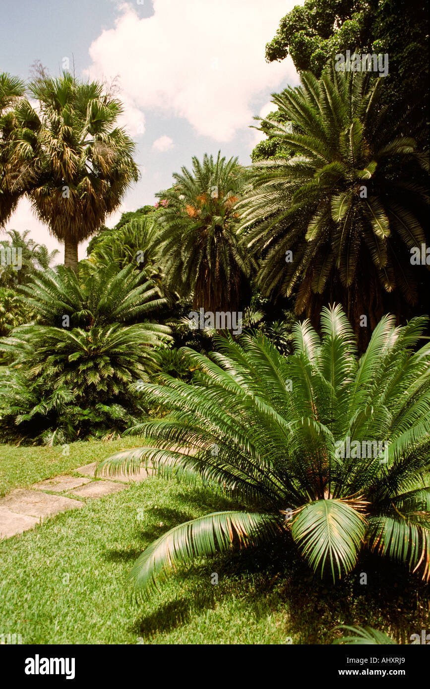 Venezuela Caracas Botanical Gardens Stock Photo