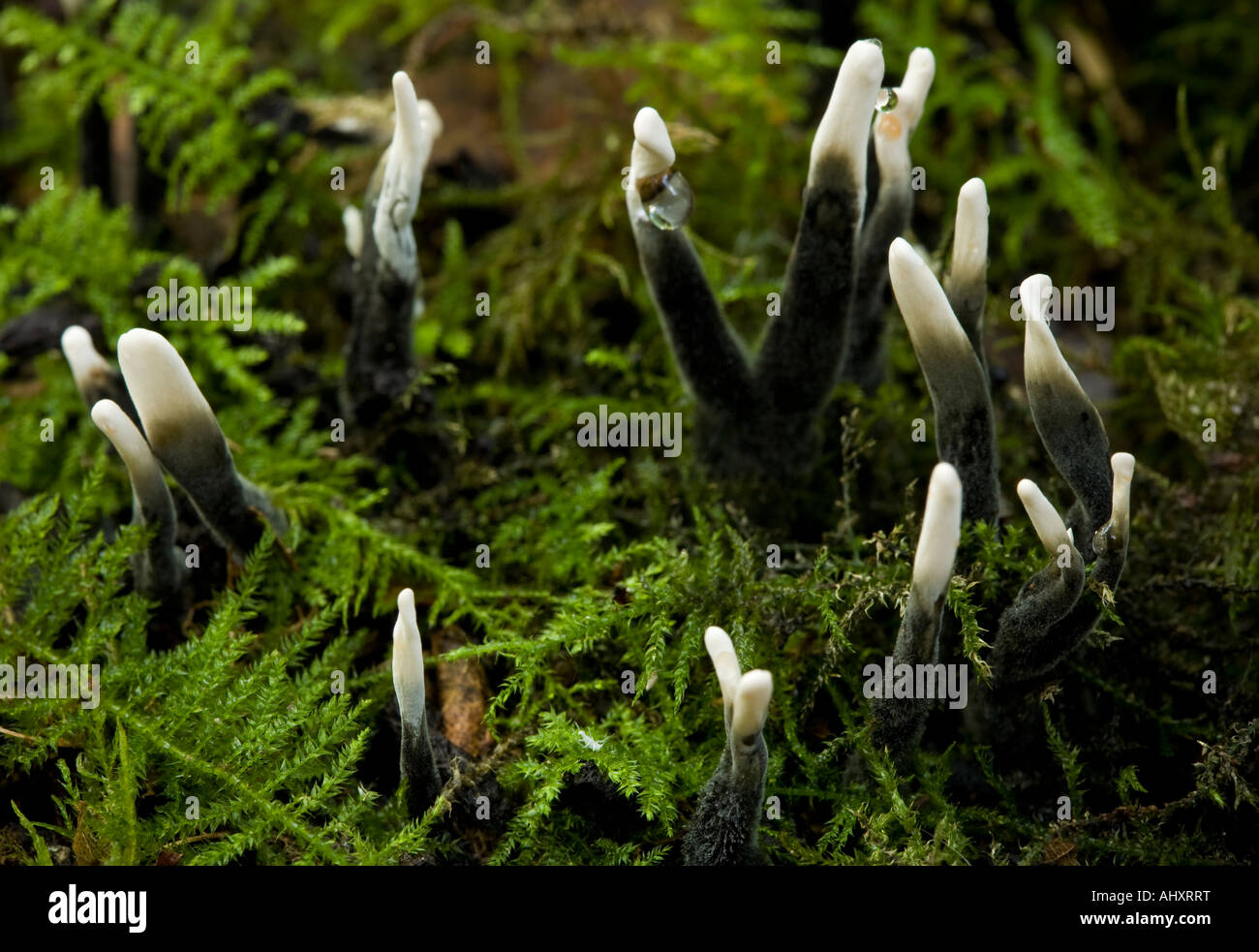 Candlesnuff fungus Stock Photo Alamy