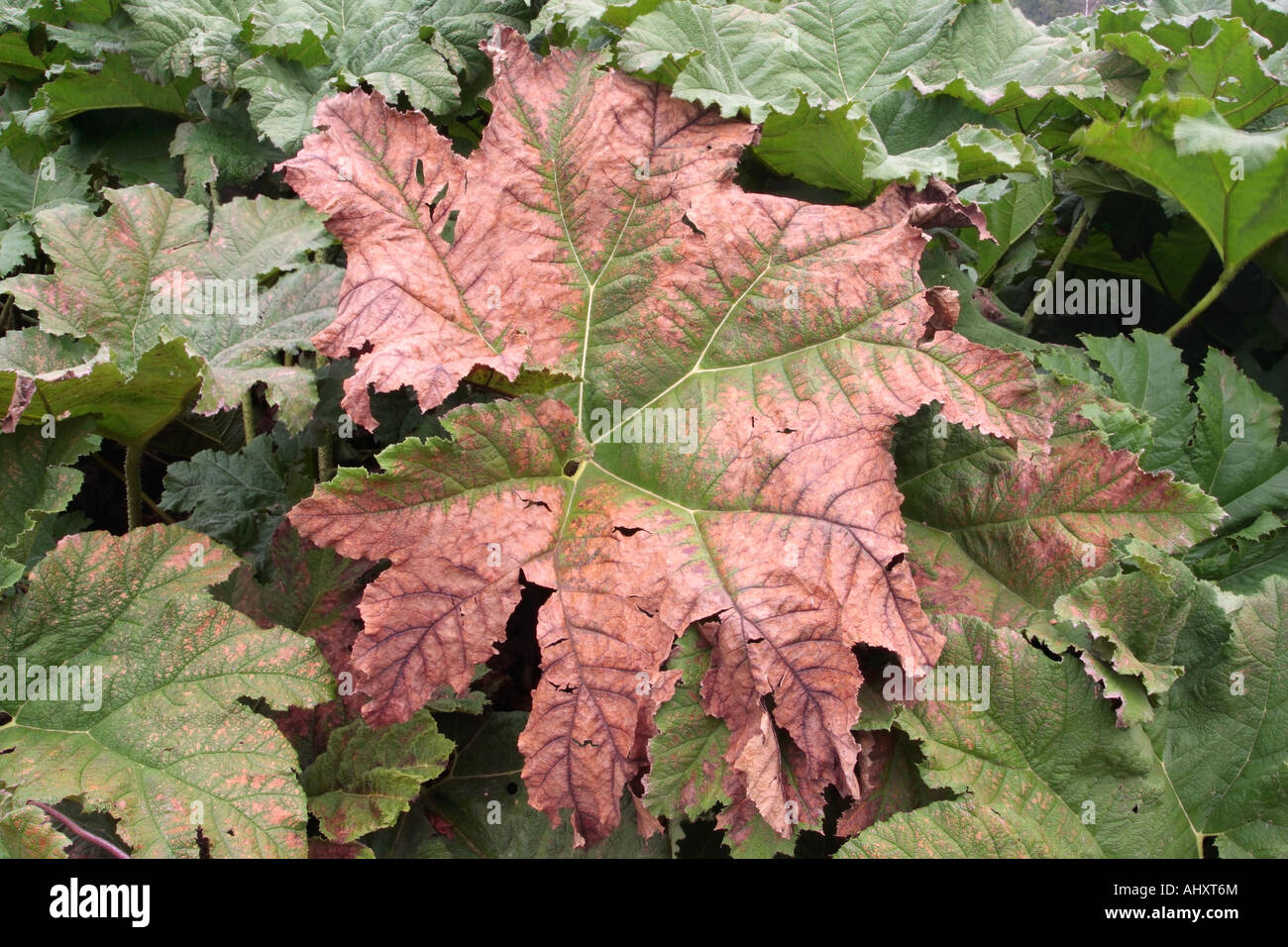 Giant Gunnera leaf changing colour in Autumn. Sussex, England, UK Stock Photo