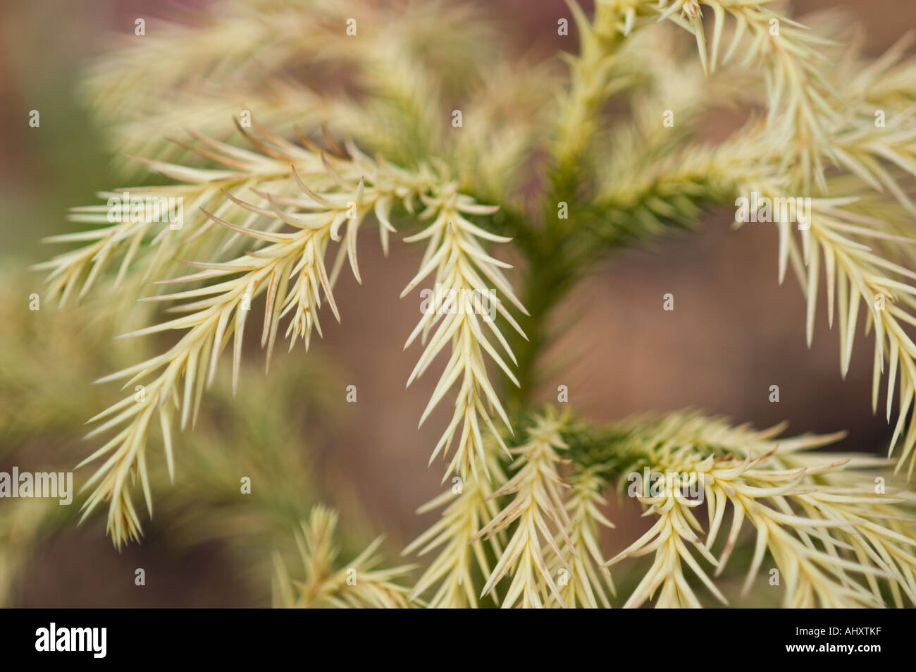 Close up of golden Japanese cedar Cryptomeria japonica Sekkan sugi Swamp Cypress Family Taxodiaceae Stock Photo