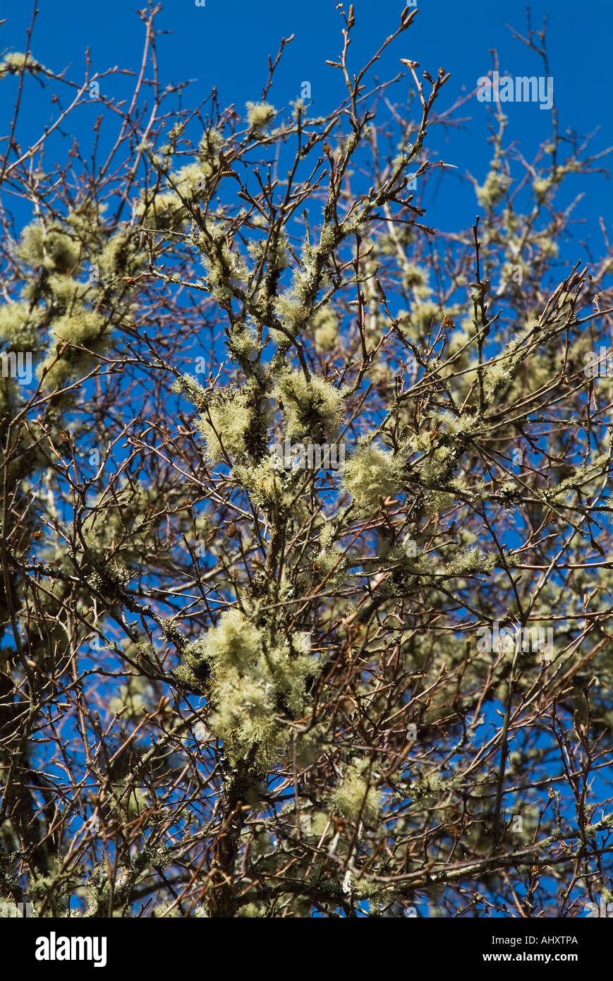 dh Tree moss LICHEN UK Sessil oak branches with lichen branch treemoss usnea forest scottish woodland fungi on trees Stock Photo