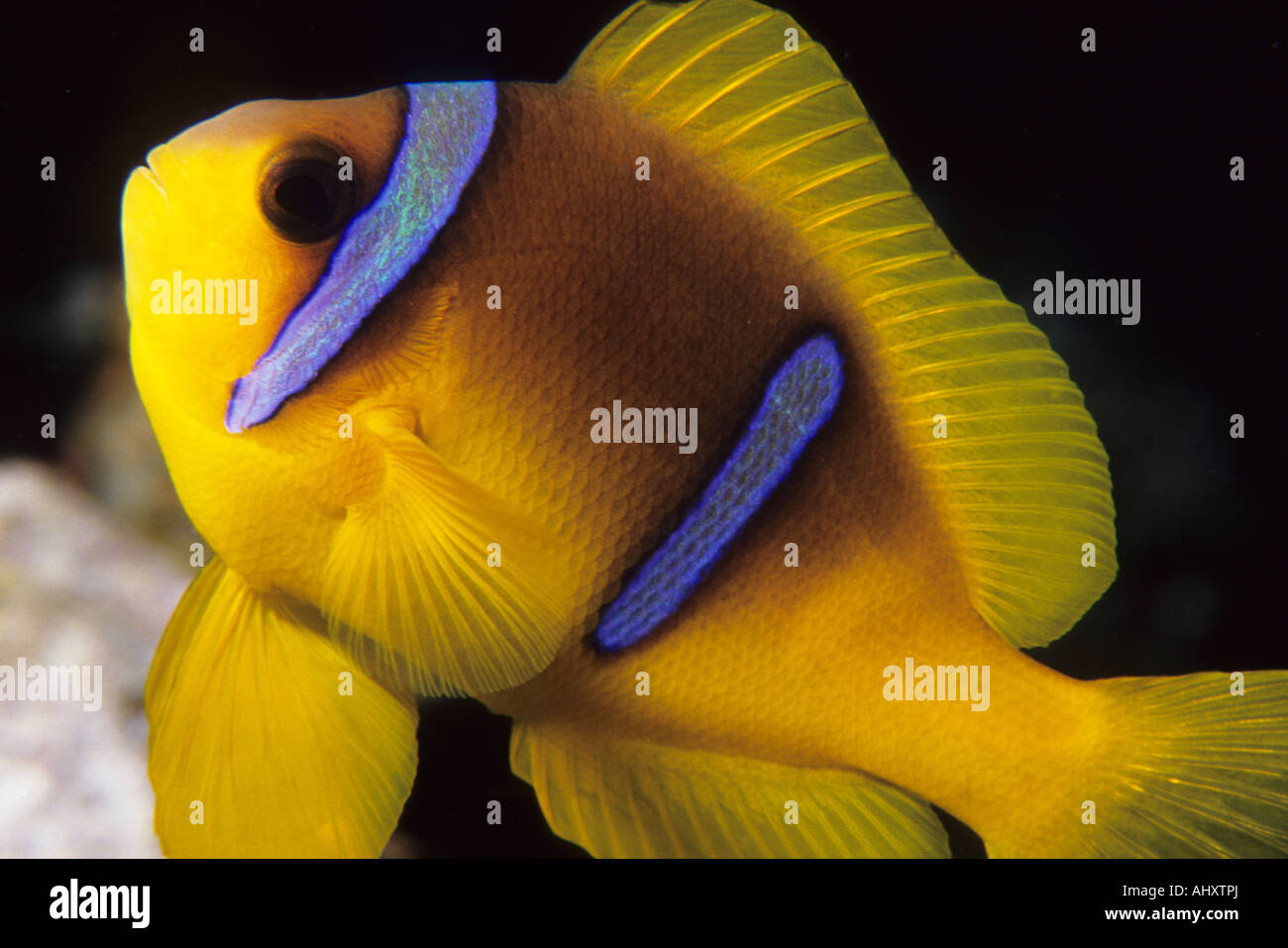 Red Sea Anemone Fish. Two - Banded Anemone Fish. Egyptian Red Sea Marine life. Anemone fish Stock Photo