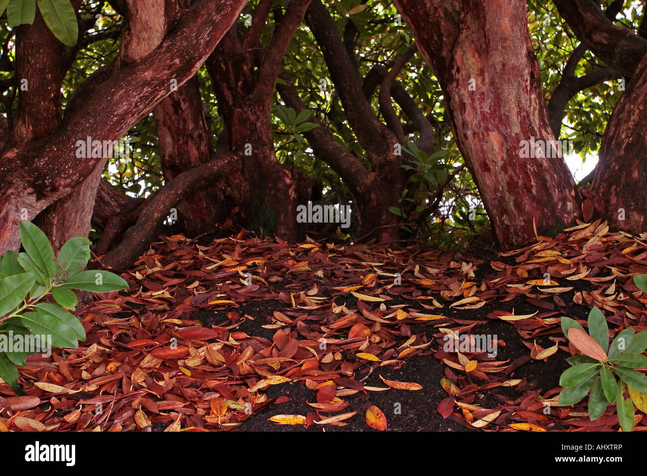 Rhododendron angelo hi-res stock photography and images - Alamy