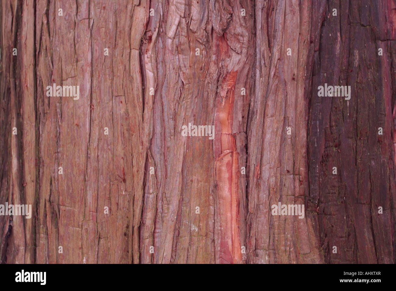 Bark of the Japanese Cedar in autumn. Cryptomeria japonica Lobbii Stock Photo