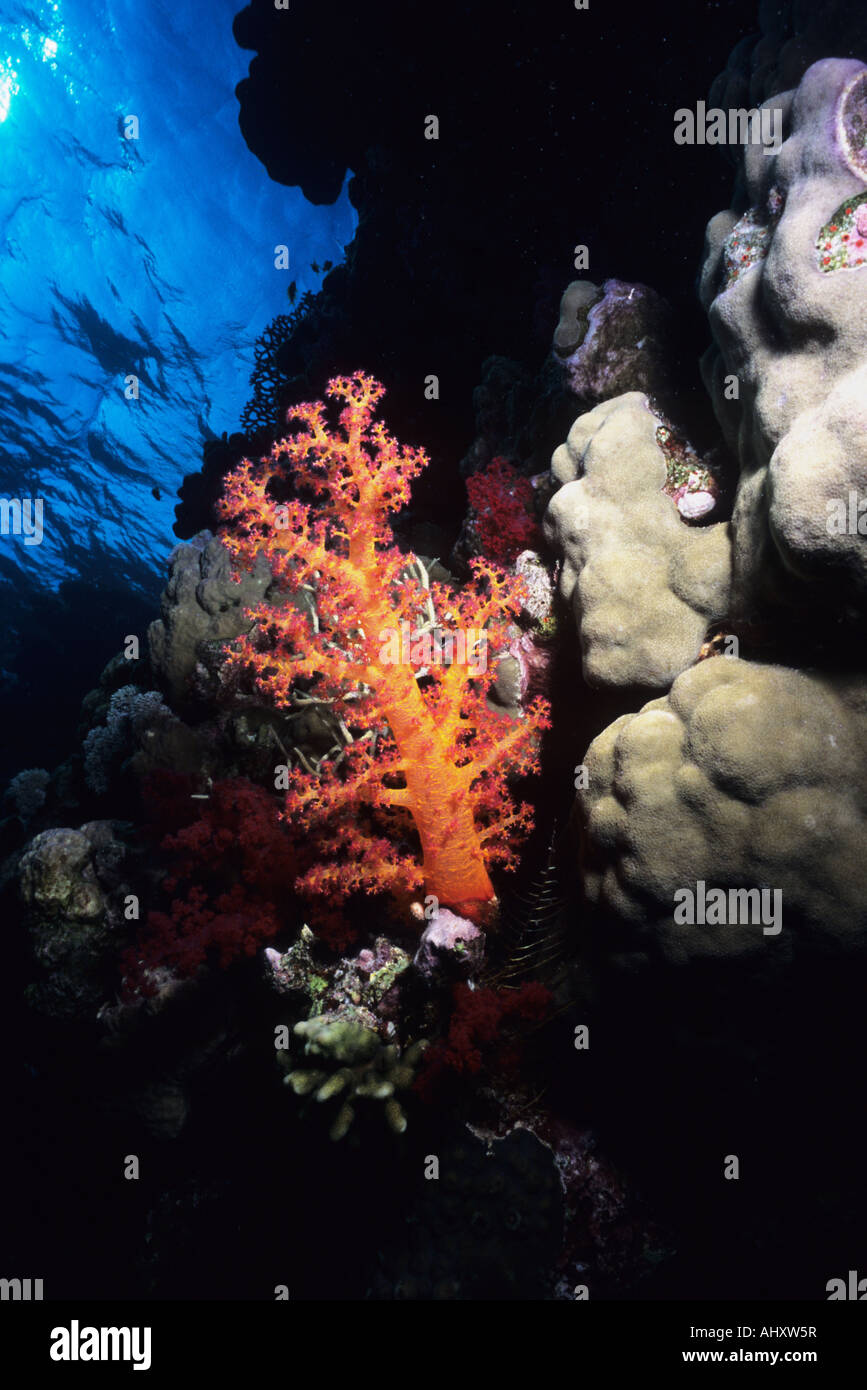 Soft & Hard coral. Egyptian Red Sea. Underwater sea life. Thistle Coral. Acropora Humilis. Porites Lutea. Stock Photo