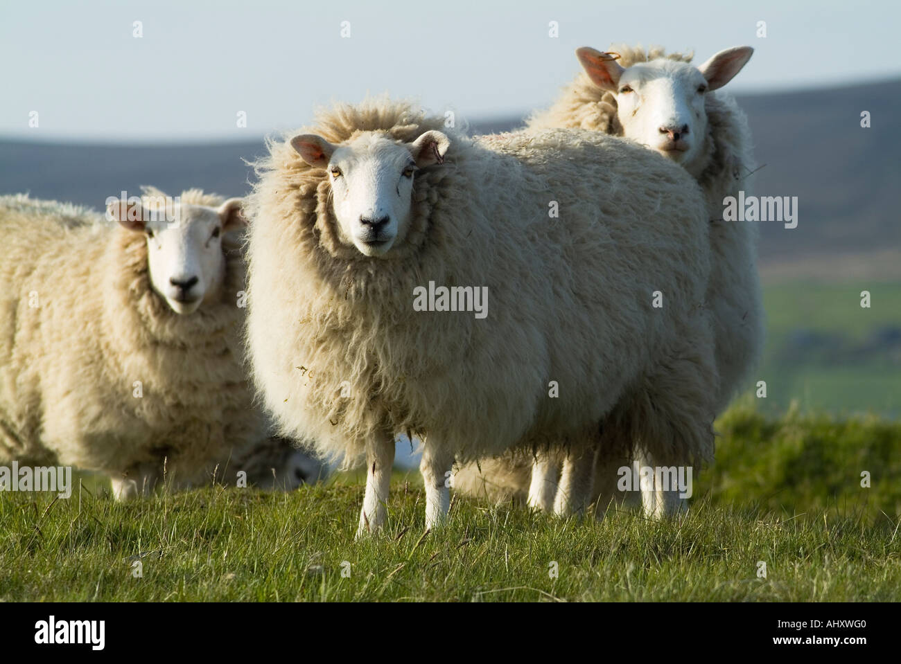 dh  SHEEP UK Three sheep hillside field Orphir Orkney ewe uk animals Stock Photo