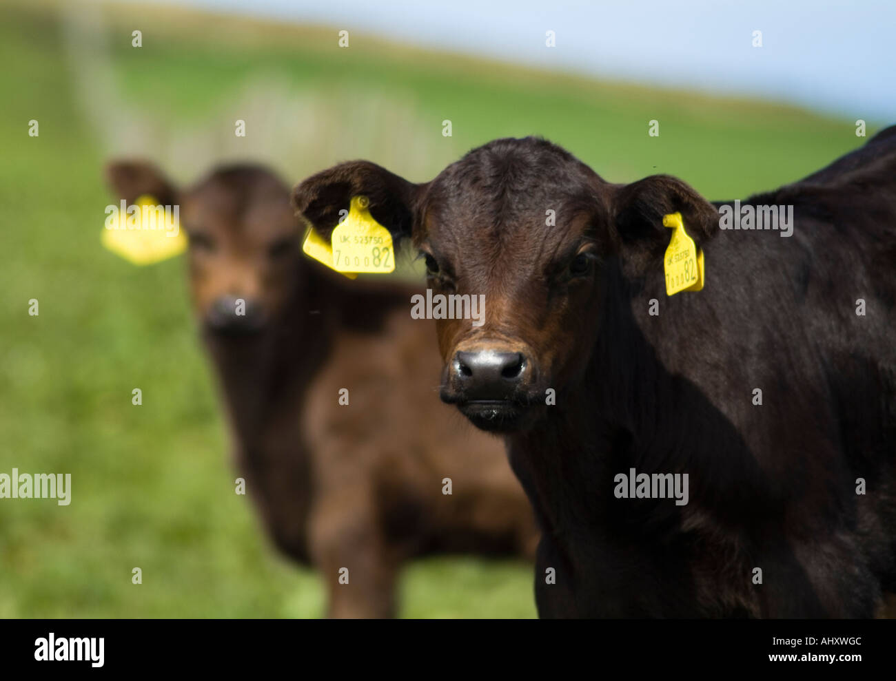 dh Calf COW UK Brown faced calves crossbreed cow face cows agronomy tags record control id animal identification tag Stock Photo