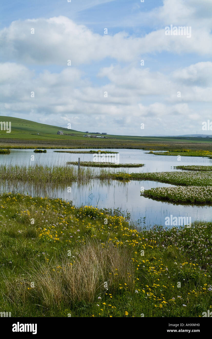 dh The Loons BIRSAY ORKNEY Wild flowers bird pond Orkney RSPB nature reserve Stock Photo