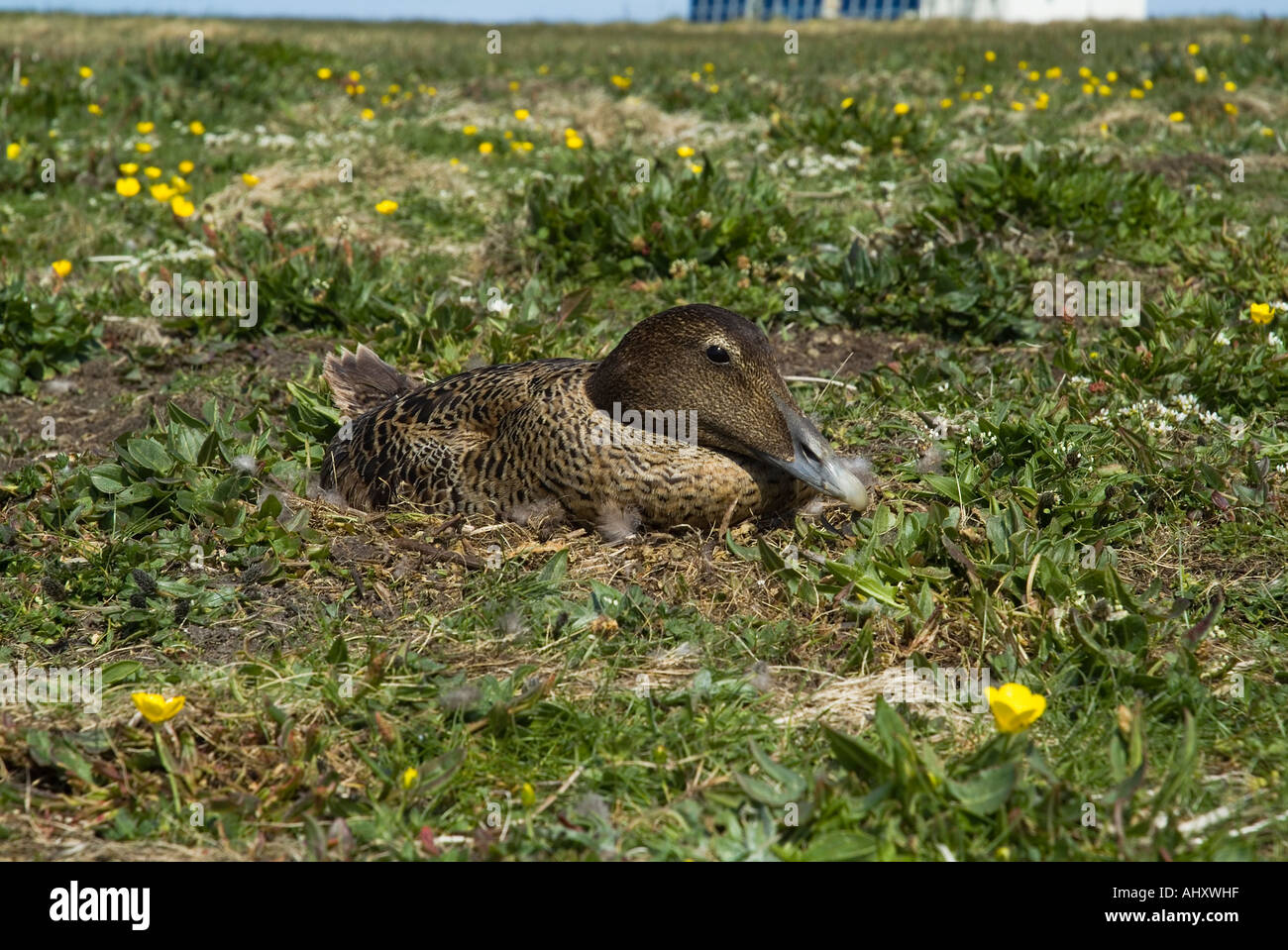 dh Somateria mollissima WILDFOWL UK Female eider duck sitting on nest grass spring bird scotland wildlife nesting Stock Photo