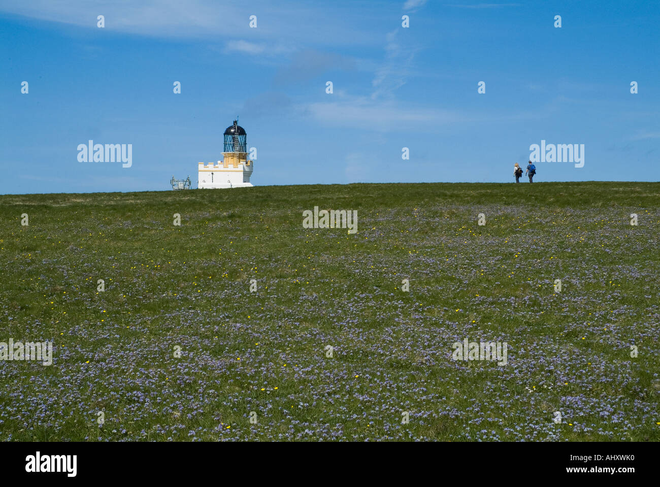 dh Brough of Birsay BIRSAY ORKNEY Blue Spring Squill flowers tourist couple walking to Birsay lighthouse Stock Photo