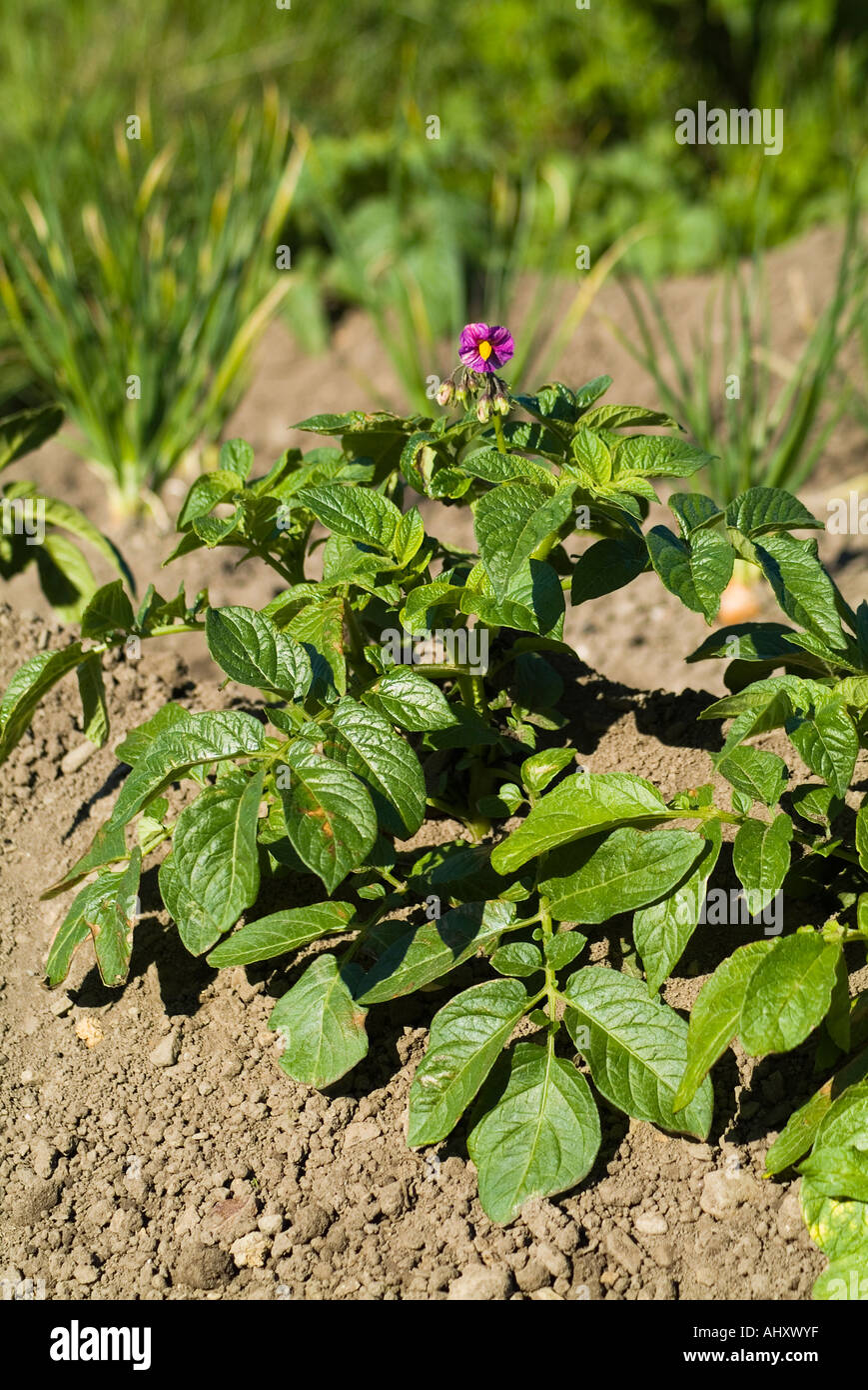 dh Vegetable GARDENING UK Purple flowering Potato plant drill in garden root crop growing flower plants Stock Photo