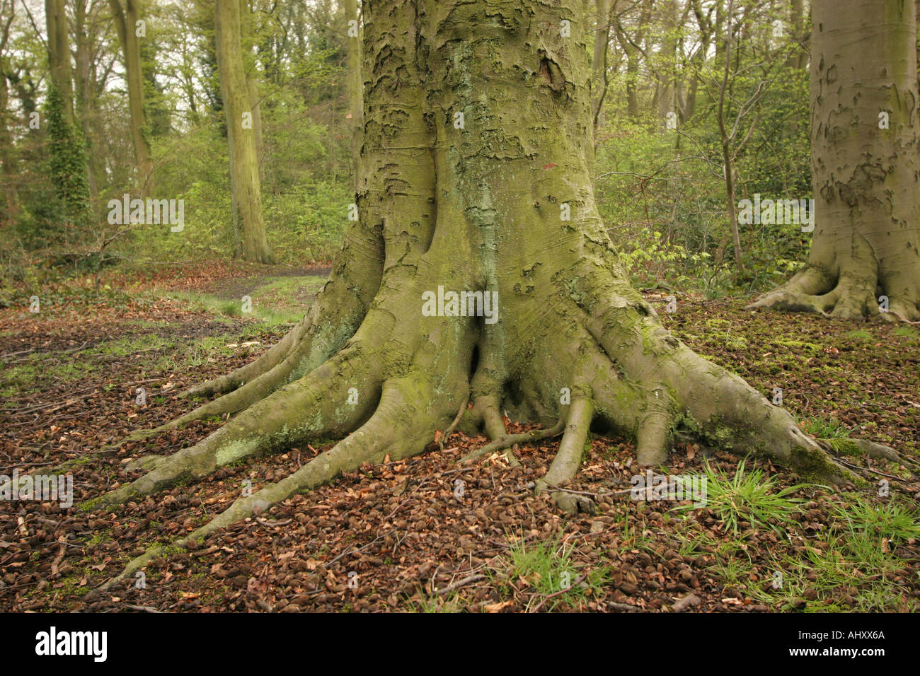Base of a tree trunk Stock Photo Alamy