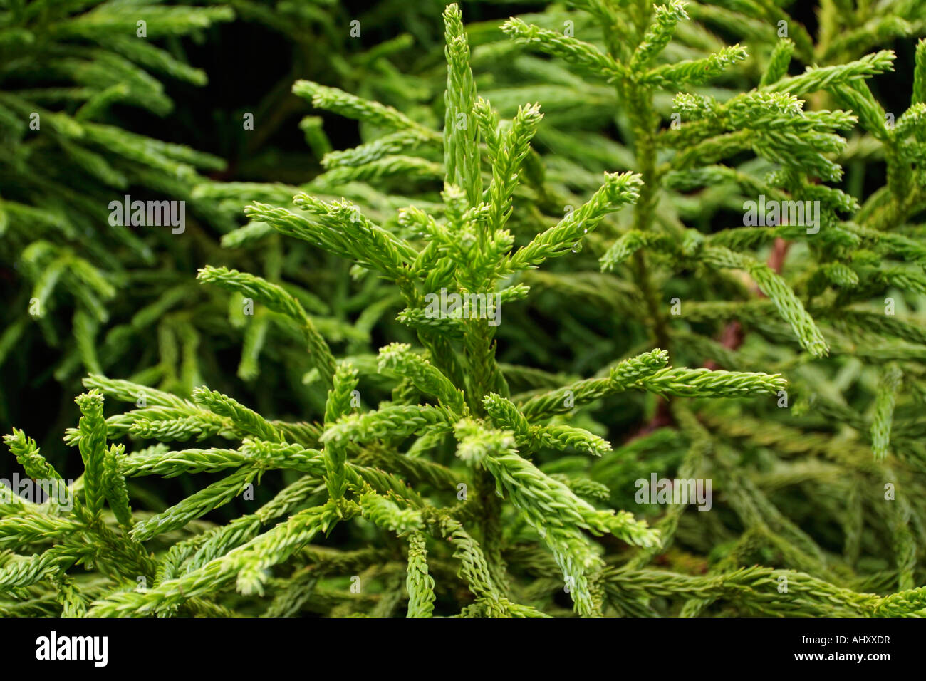 Slender green branches of Picea orientalis in autumn in Sussex, England, UK Stock Photo