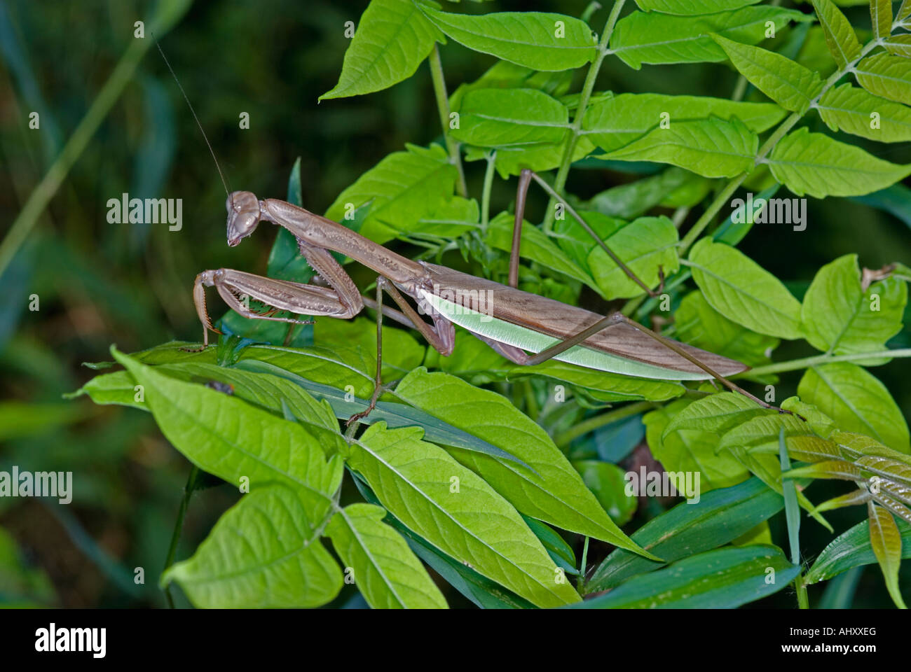 Chinese Mantid, insect, Tenodera aridifolia Stock Photo
