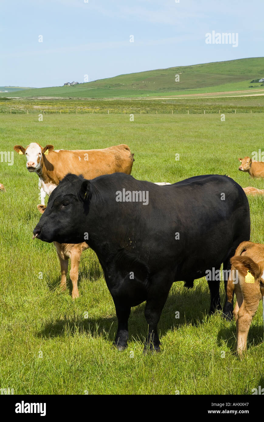 dh Cow ANIMALS UK Aberdeen Angus Beef bull with cow cattle in field Orkney Stock Photo