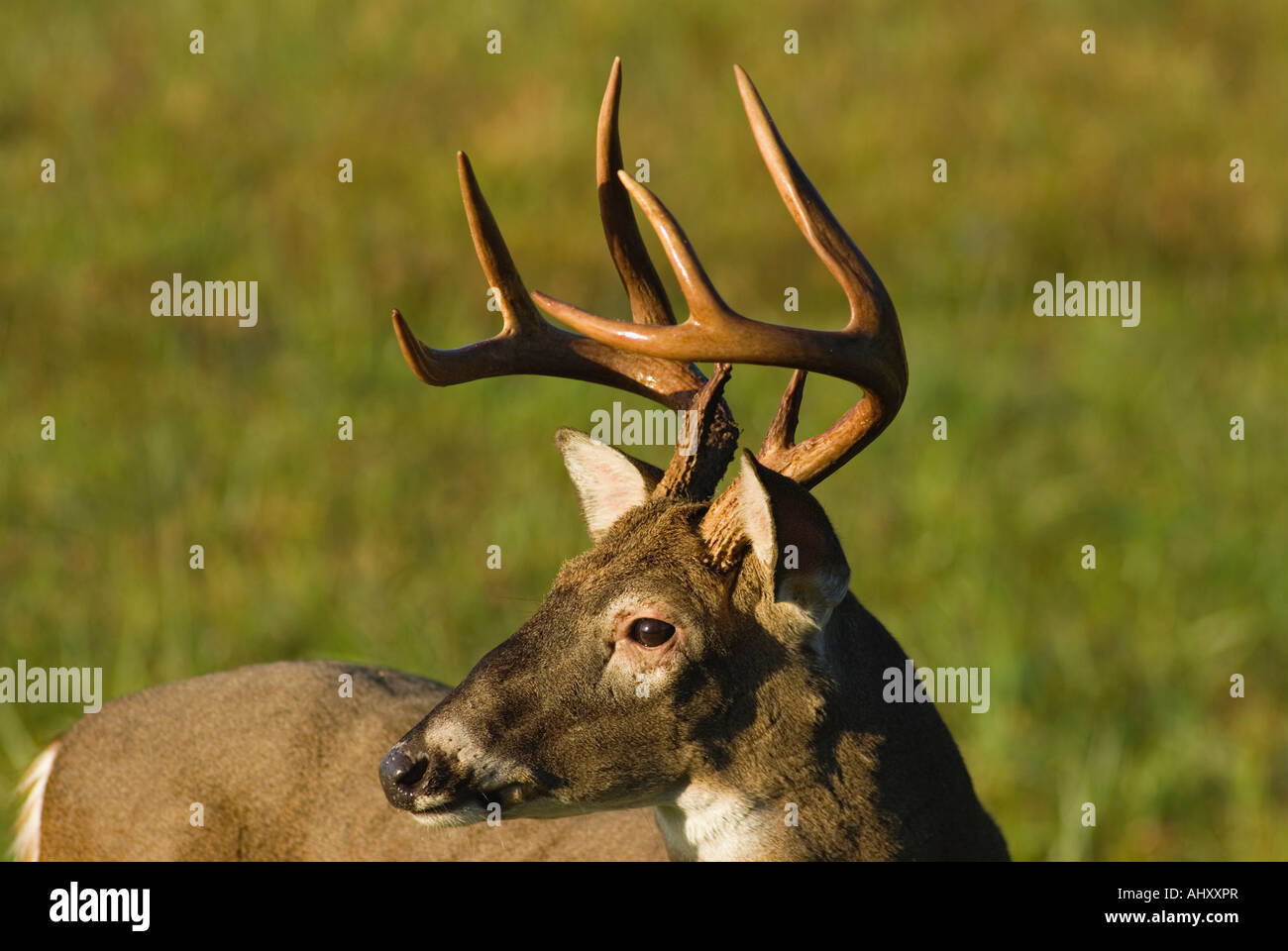 Texas White Tailed Deer Trophy Six Point Antler Buck Stock Photo