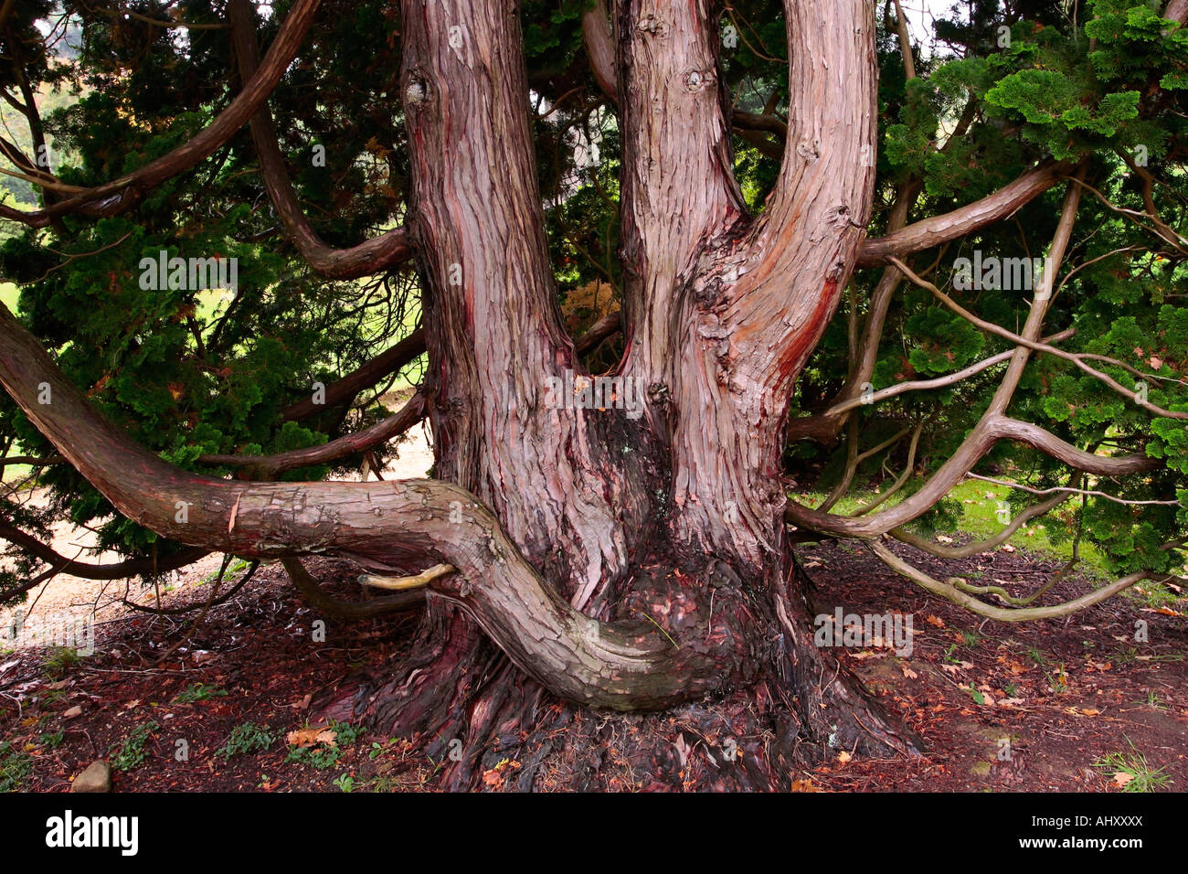 Rhododendron angelo hi-res stock photography and images - Alamy