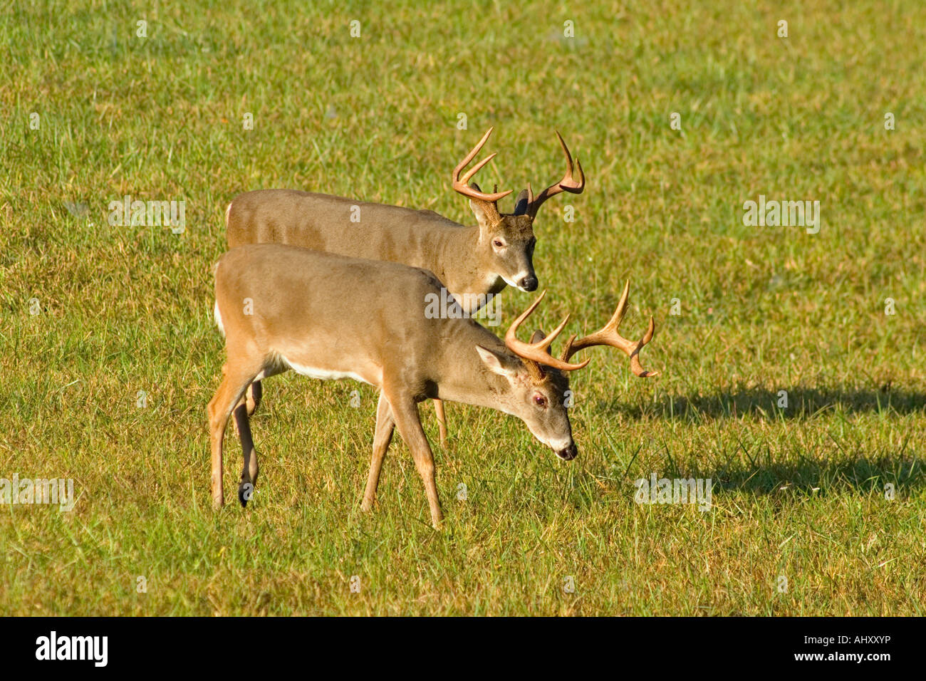 White-Tailed Deer, 2 8-point bucks, Odocoileus virginianus, mammal Stock Photo