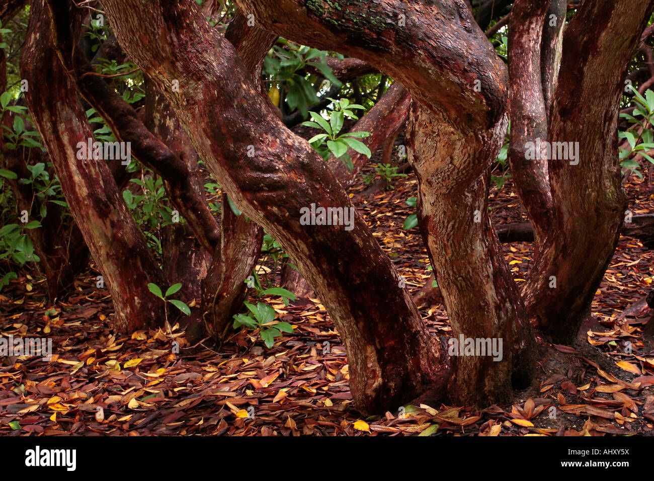 what is thuja Thuja Green Giant Arborvitae