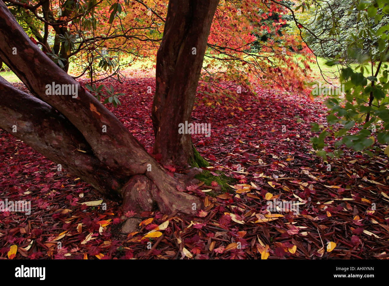 Rhododendron angelo hi-res stock photography and images - Alamy