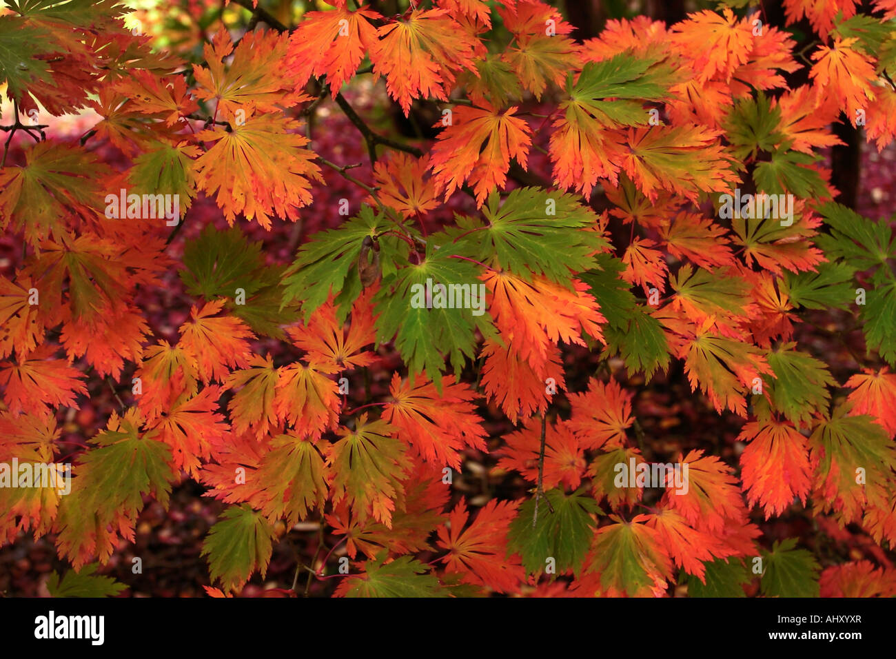 Striking japanese maple tree hi-res stock photography and images - Alamy