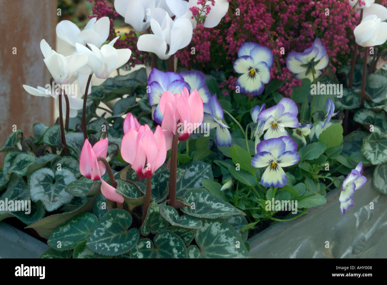 Cyclamen Pansies And Heathers In Winter Planting Scheme For Containers 