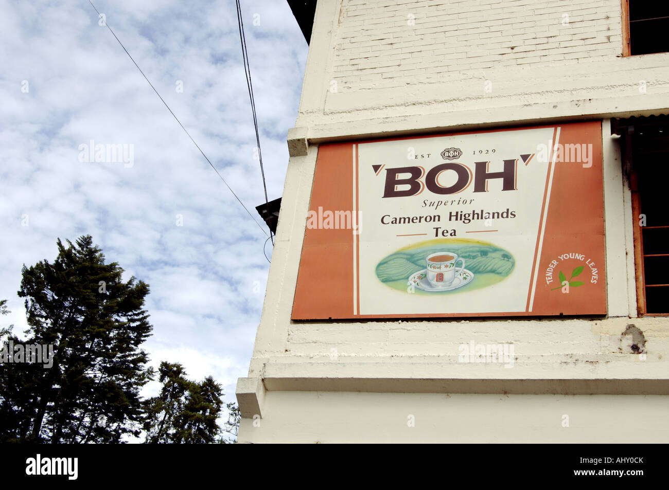 BOH Plantations Malaysia s largest producer of premium black tea Stock