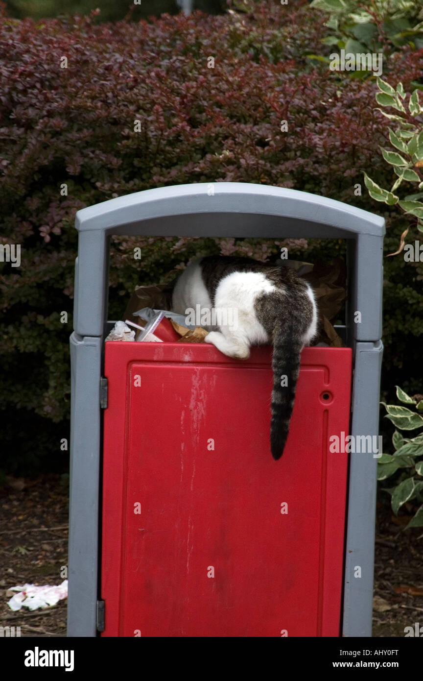 Scavenging cat in a trash can Stock Photo Alamy