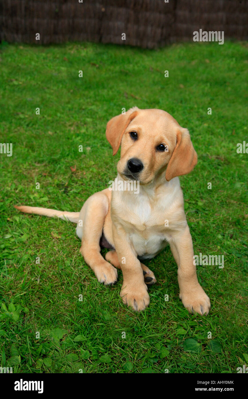 Pedigree Golden Labrador Puppy sitting on grass watchfull Stock Photo -  Alamy