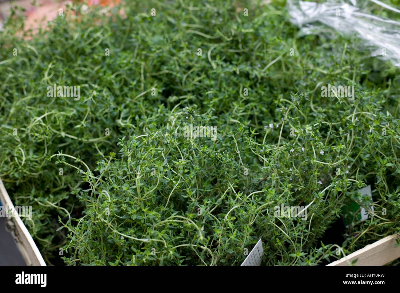 box of thyme at borough market Stock Photo