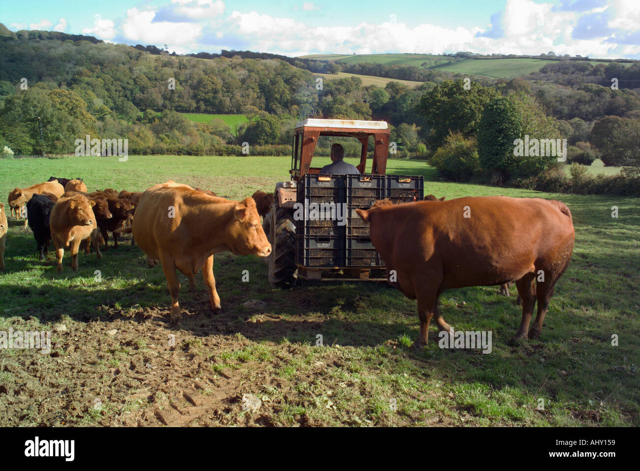 Cow Pulp feeding the cows with the used apple pulp Stock Photo - Alamy
