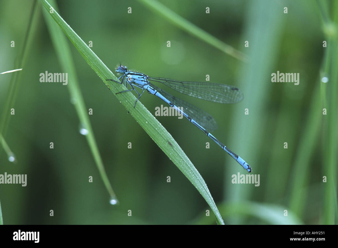 Azure Damselfly coenagrion puella Stock Photo - Alamy