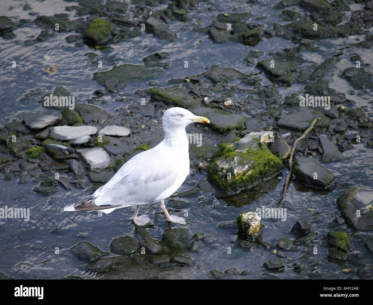 Adult Herring gull Stock Photo Alamy