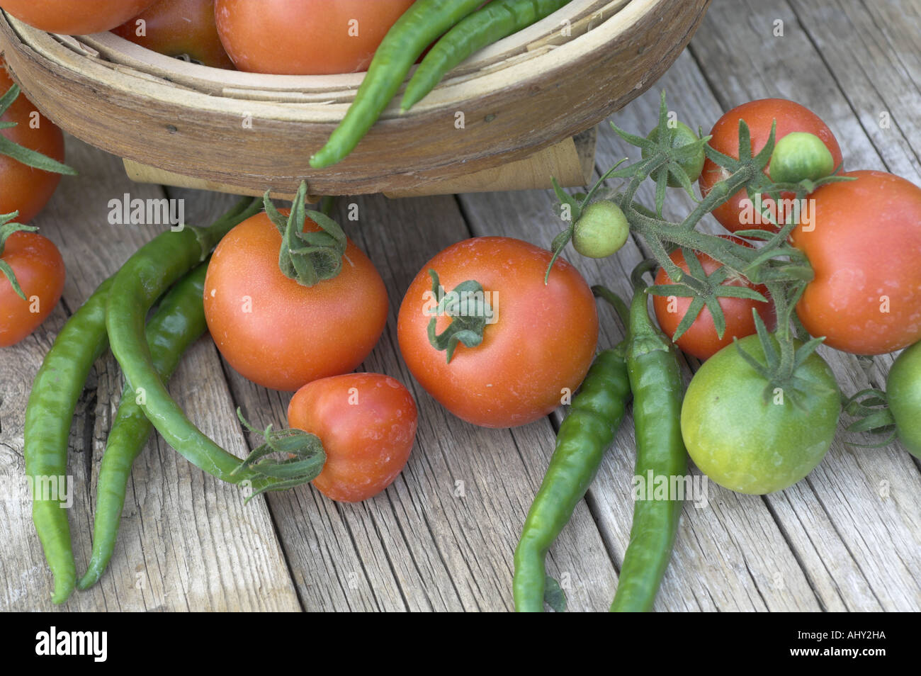 Freshly picked Home grown organic tomatoes and green chillis with rustic trug on weathered garden table Stock Photo
