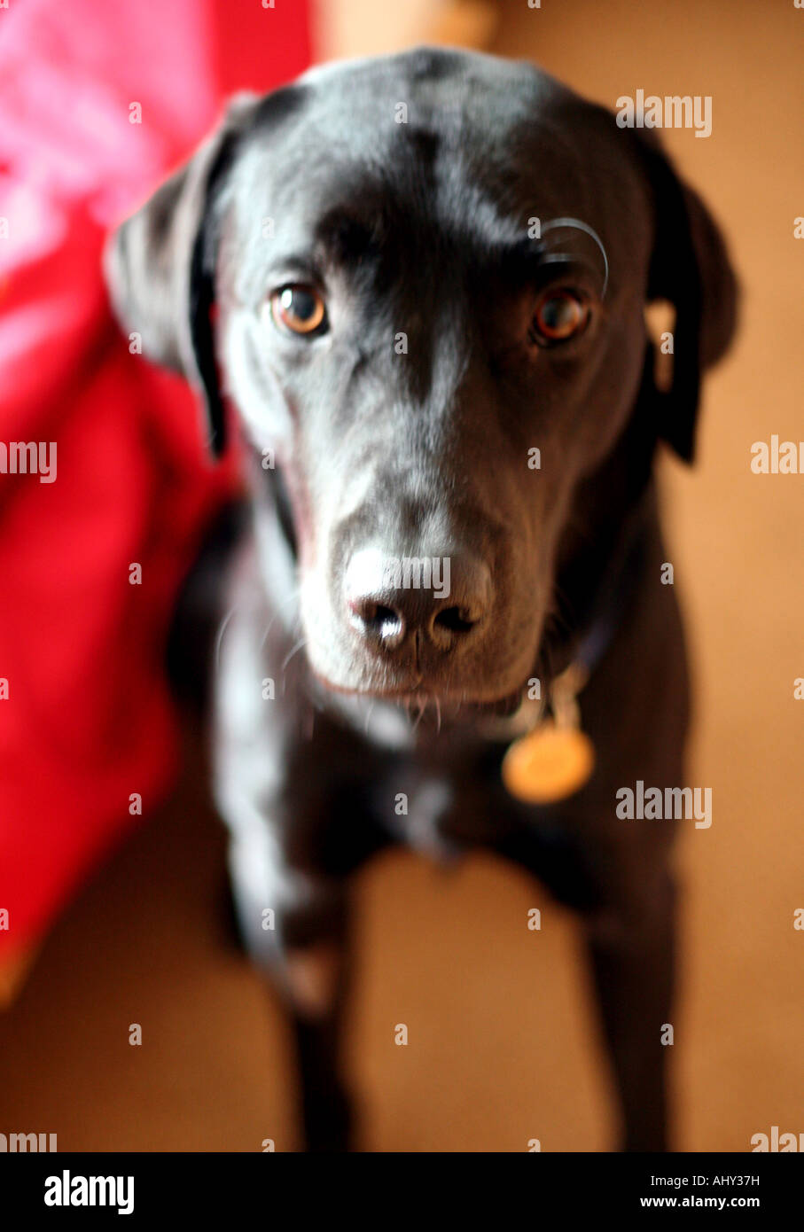 Black Labrador dog Stock Photo - Alamy