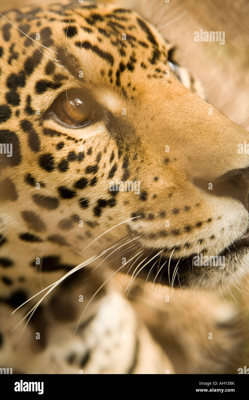 A one year old Jaguar in Santa Cruz Zoo,  Bolivia Stock Photo