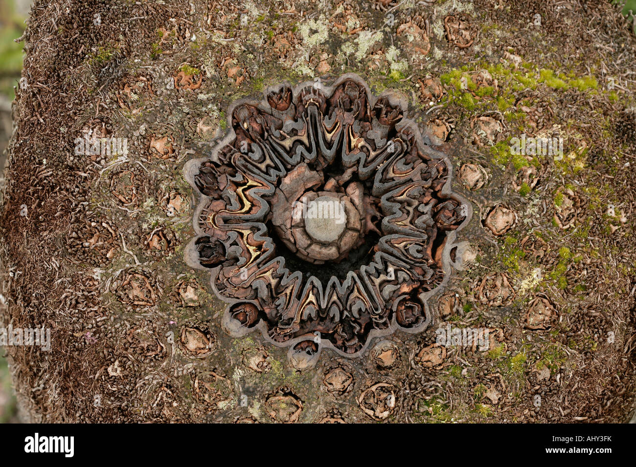 Tree fern trunk Stock Photo