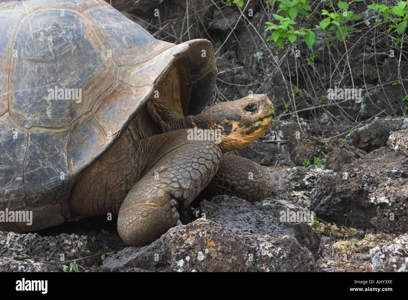 Endangered Giant Tortoise in the Santa Cruz Breeding Centre Galapagos Islands Stock Photo