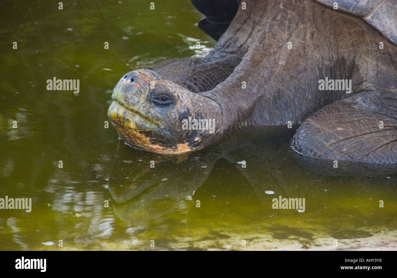 Endangered Giant Tortoise in the Santa Cruz Breeding Centre Galapagos ...