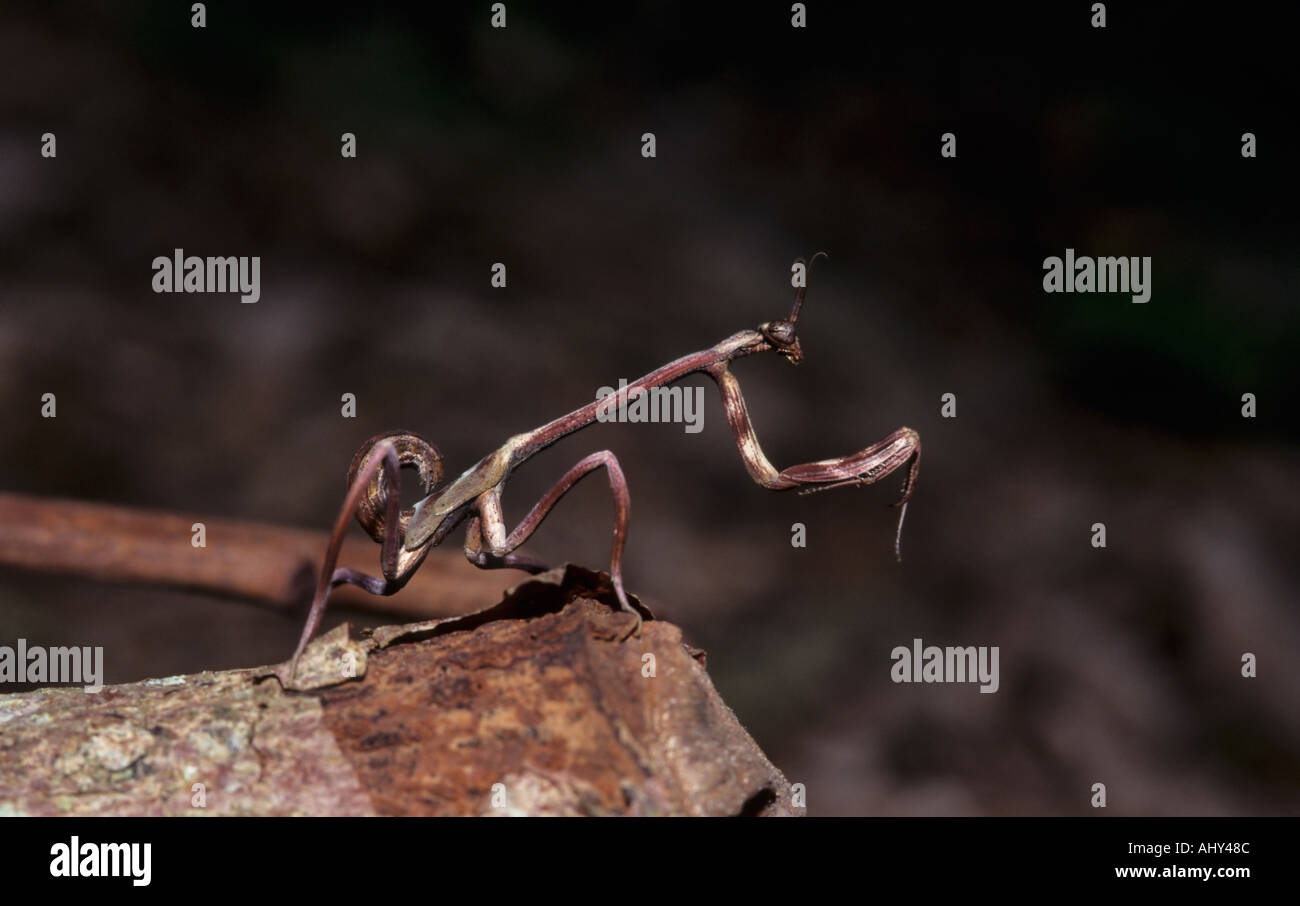 Praying Mantis, Ecuador Stock Photo