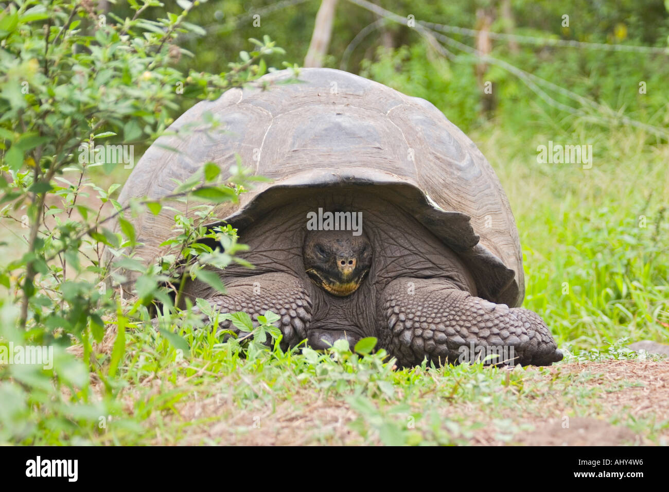 Galapagos Giant Tortoise in their natural habitat at La Galapaguera Breeding Station Stock Photo