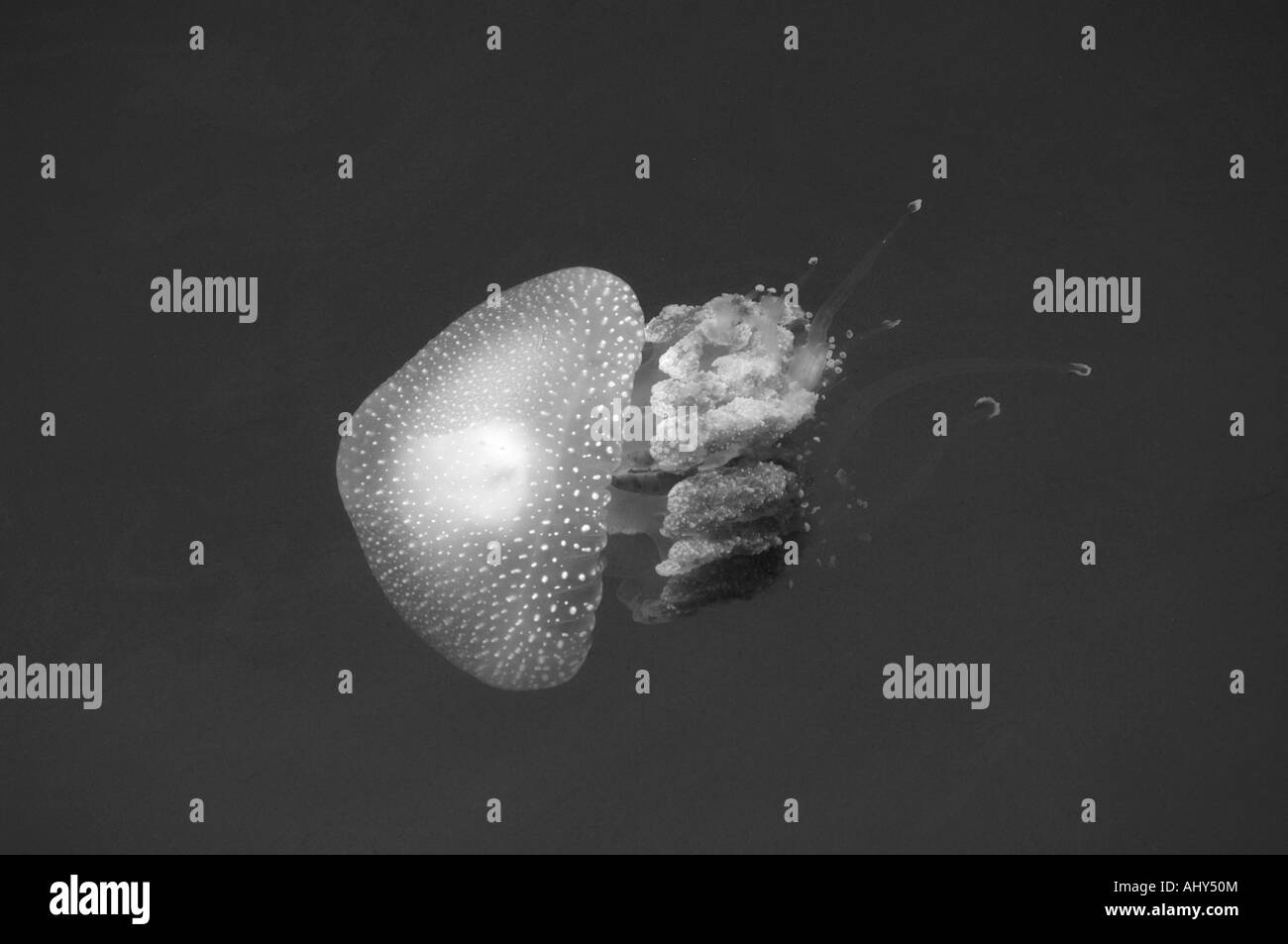 White-spotted Jellyfish Stock Photo