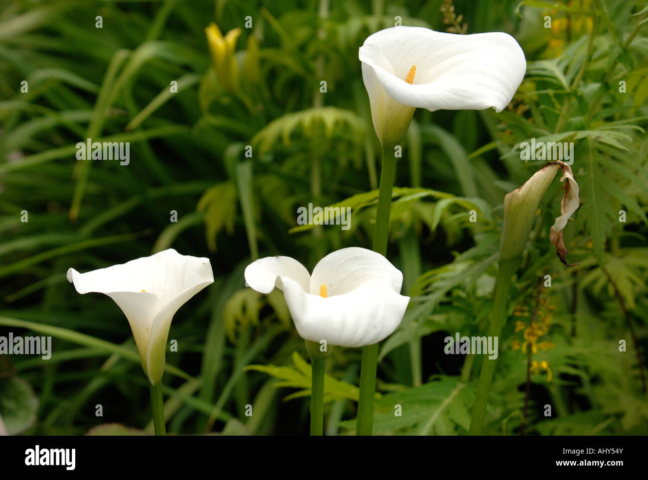 AN ARUM LILY ZANTEDESCHIA IN A GARDEN UK Stock Photo Alamy