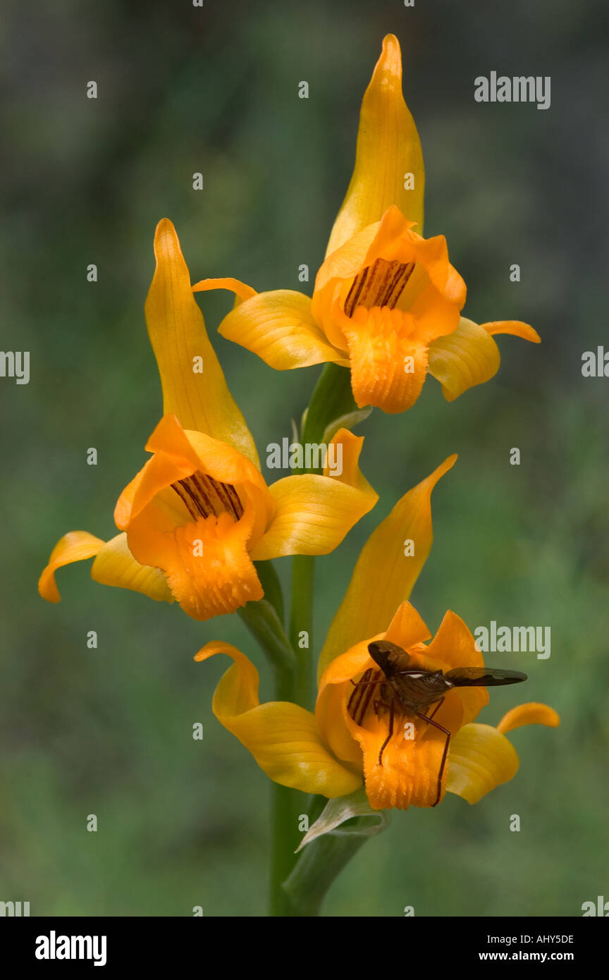 Wild Orchid (Chloraea alpina) with pollinating insect, Lanin National Park, Argentina Patagonia Stock Photo