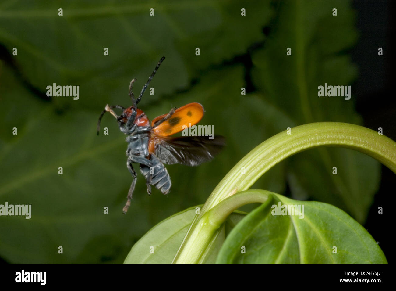 Milkweed beetle Tetraopes tetraopthalmus in flight. Stock Photo