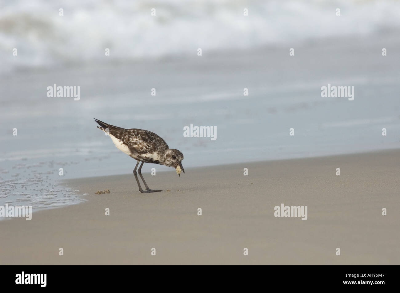 Black bellied Plover (Pluvialis squatarola) swallowing a mole crab (Emerita talpoida). North Carolina USA Stock Photo